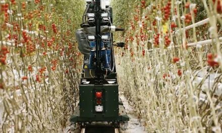Four Growers: GR-100, il robot che raccoglie e immagazzina i pomodori alla velocità di una persona